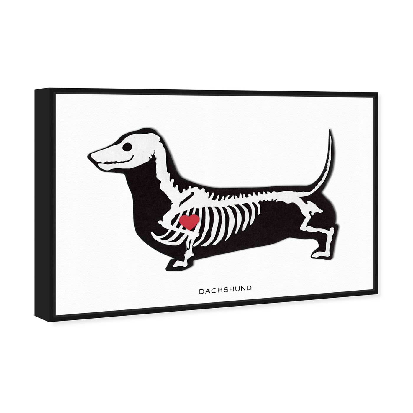 Angled view of Dachshund Xray featuring animals and dogs and puppies art.
