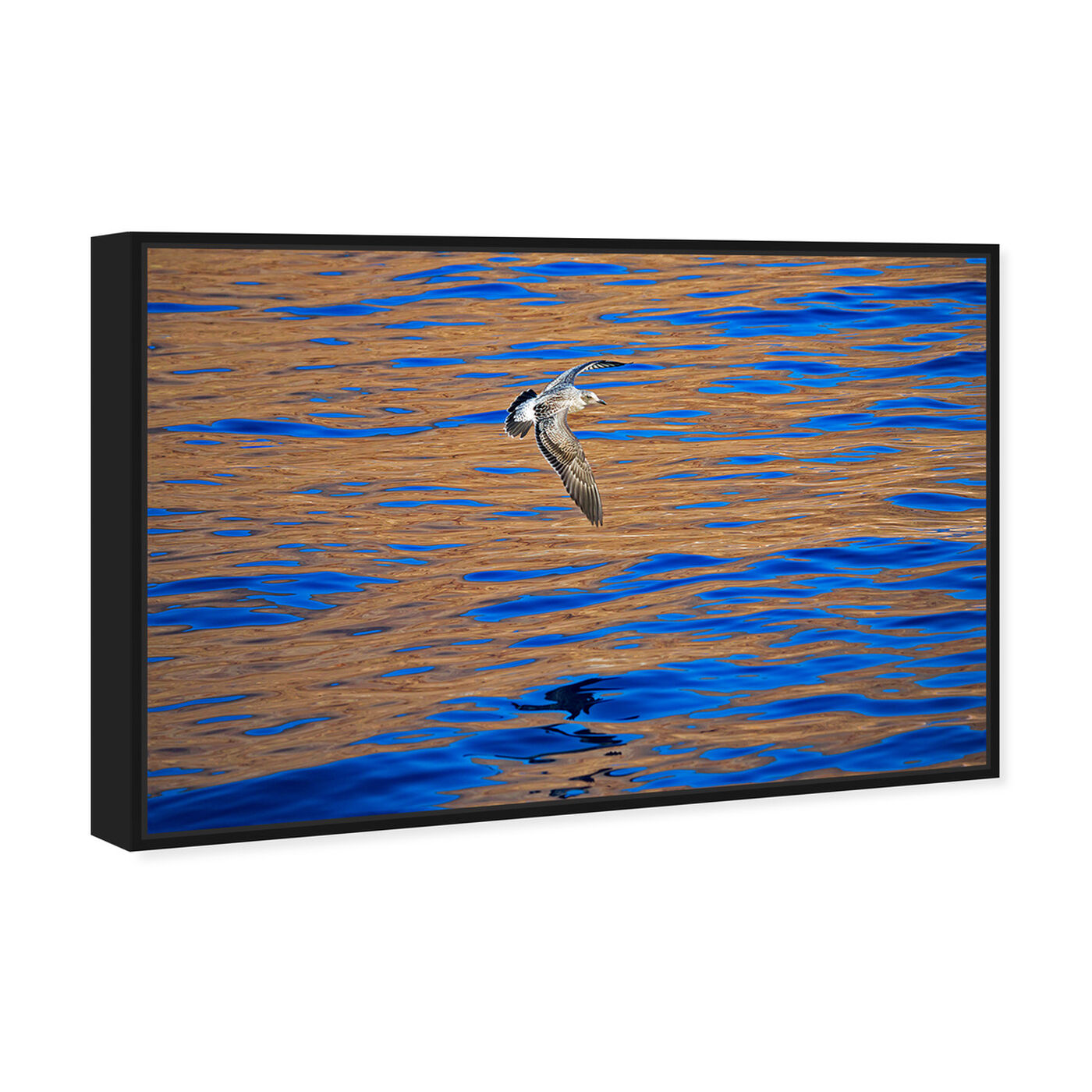 Angled view of Western Gull by David Fleetham featuring nautical and coastal and coastal art.