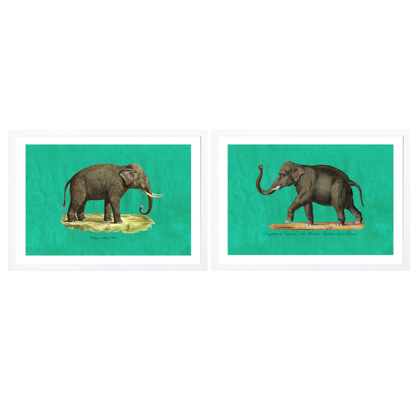 Elephants Set of 2 - Set of 2