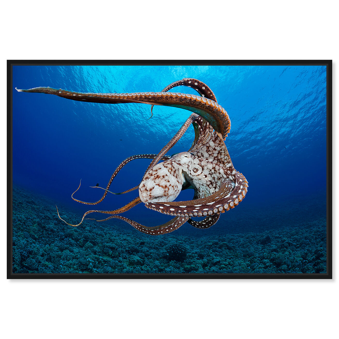Front view of Day Octopus Hawaii by David Fleetham featuring nautical and coastal and marine life art.