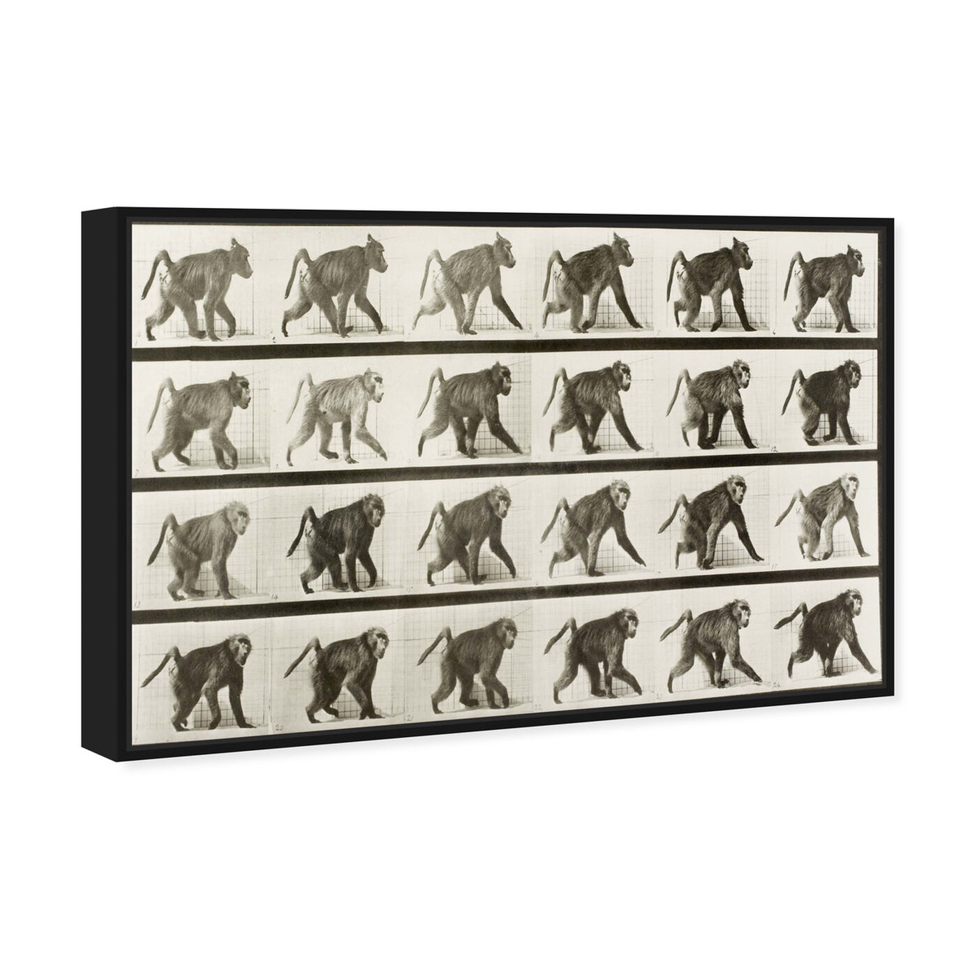 Angled view of Baboon in Motion featuring animals and zoo and wild animals art.