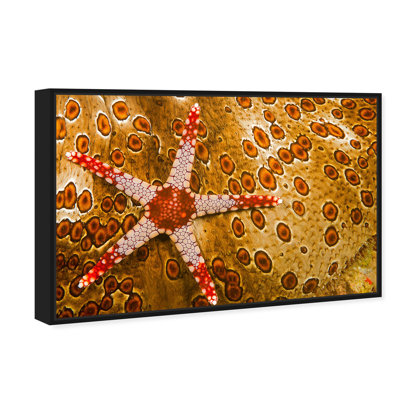 Angled view of Sea Star on Sea Cucumber by David Fleetham featuring nautical and coastal and marine life art.