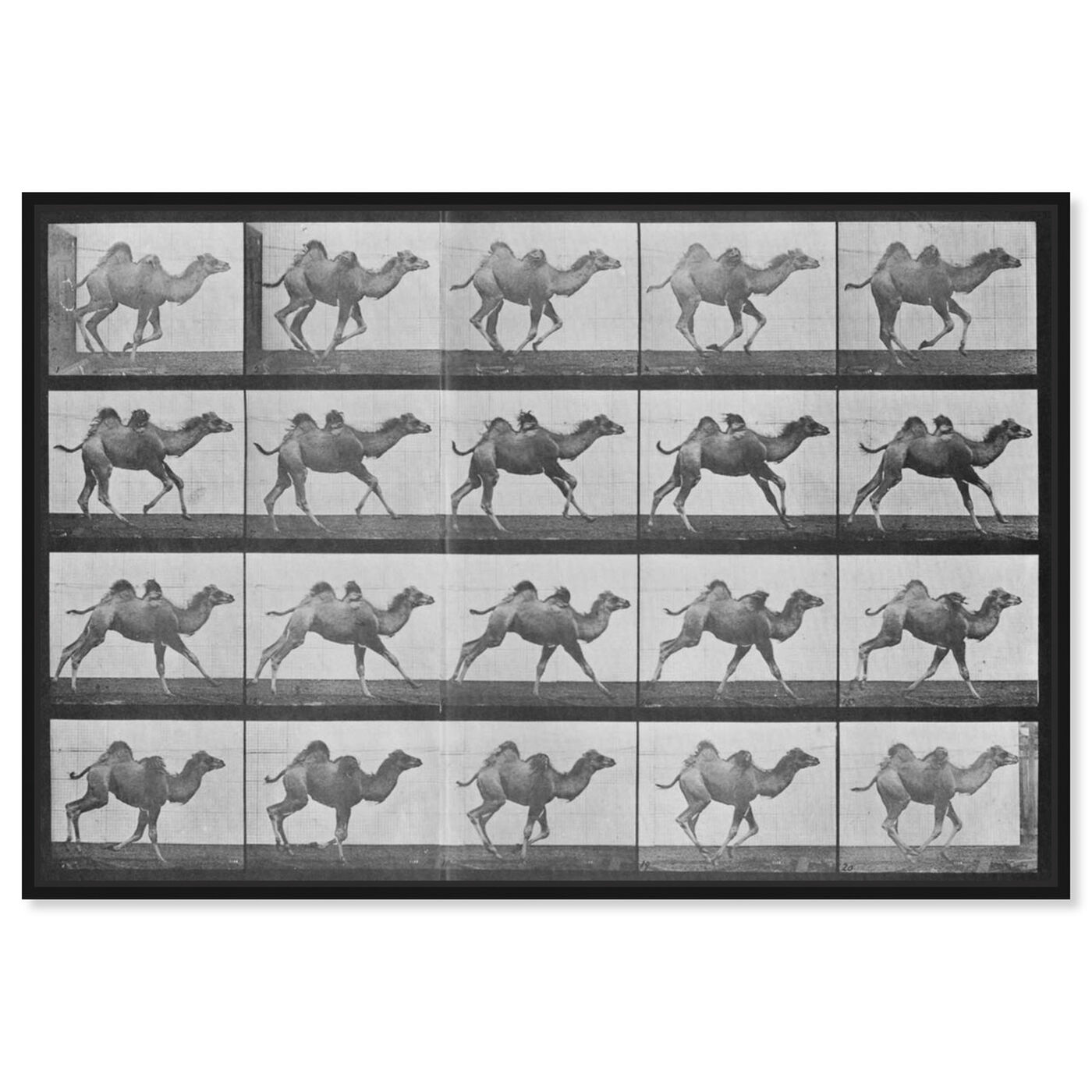 Front view of Camels in Motion featuring animals and zoo and wild animals art.