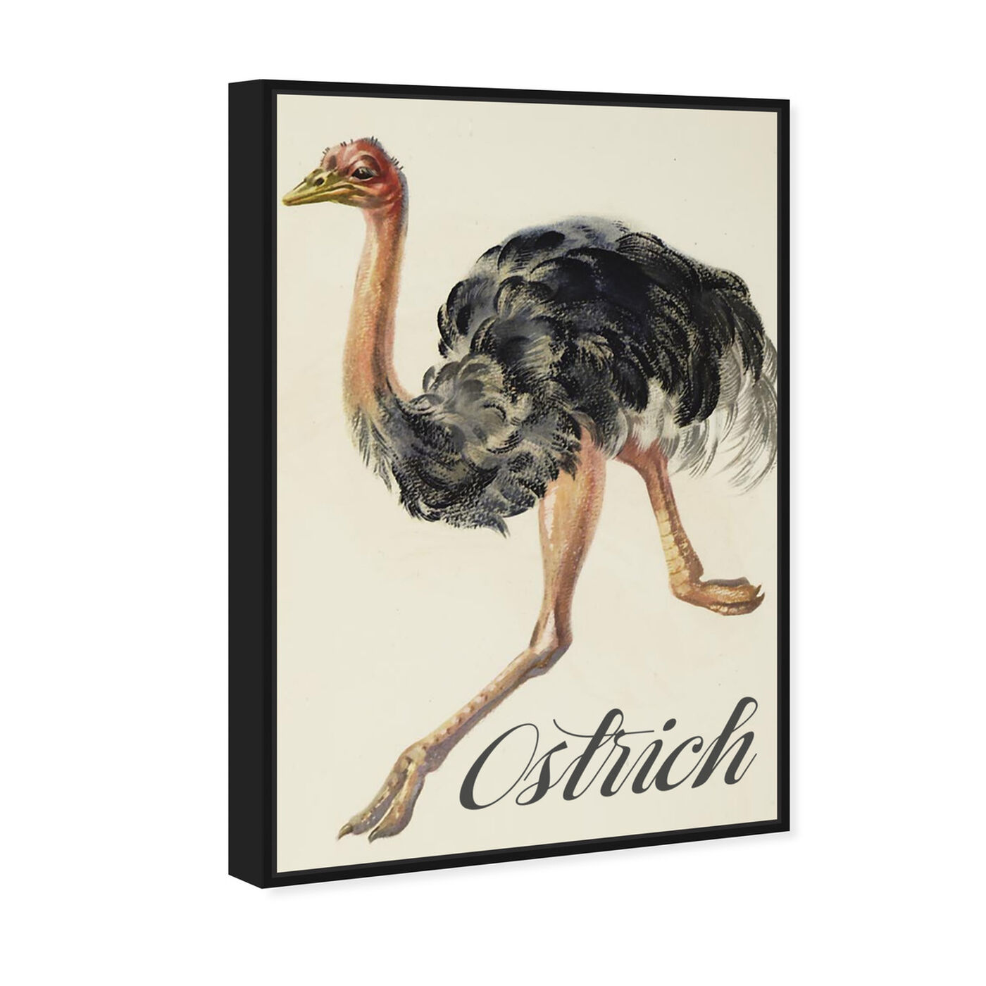 Angled view of Ostrich featuring animals and birds art.