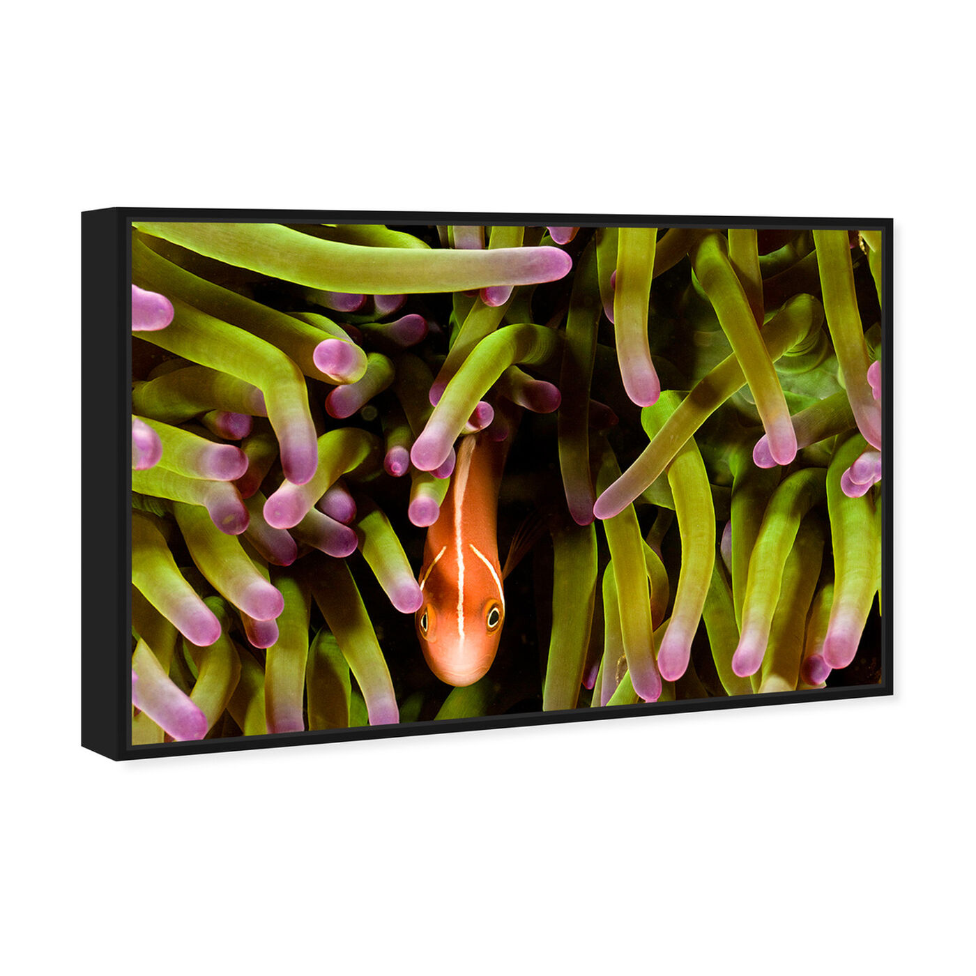 Angled view of Anemone Fish by David Fleetham featuring nautical and coastal and marine life art.