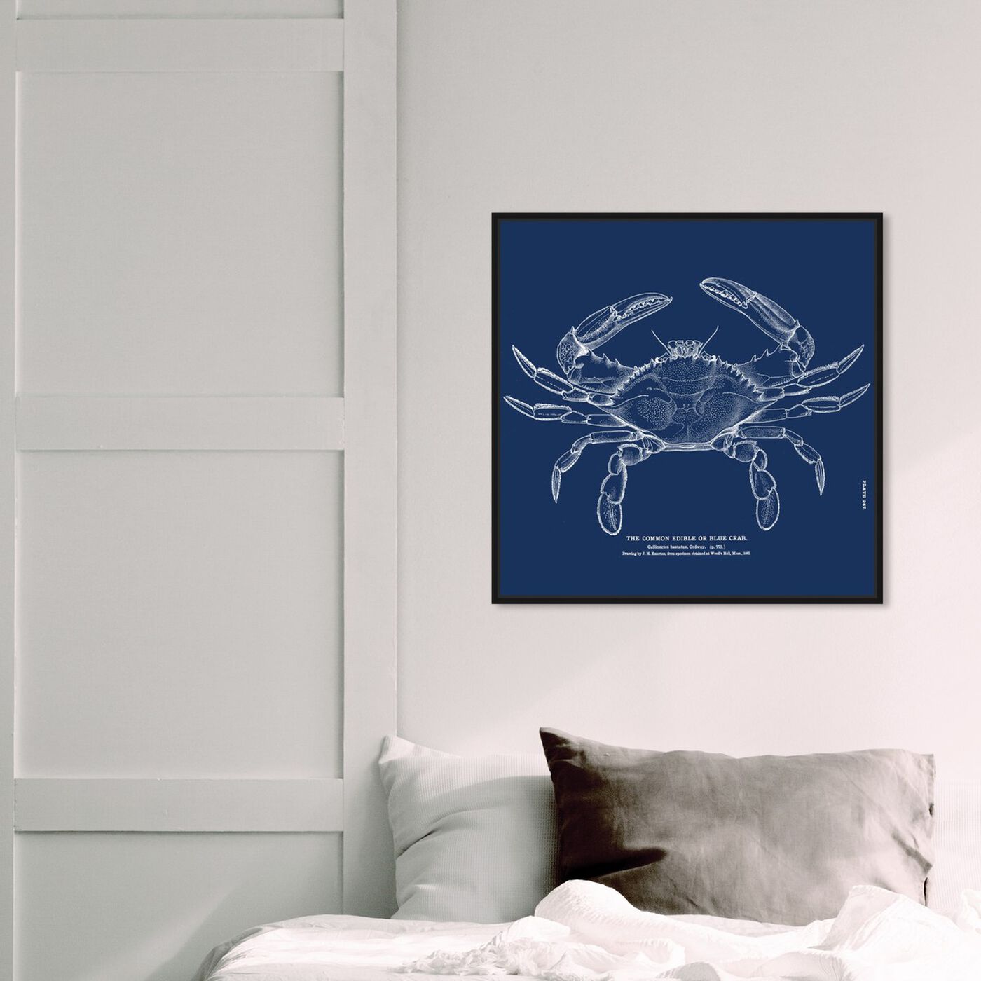 Hanging view of The Common Blue Crab - Blue featuring nautical and coastal and marine life art.