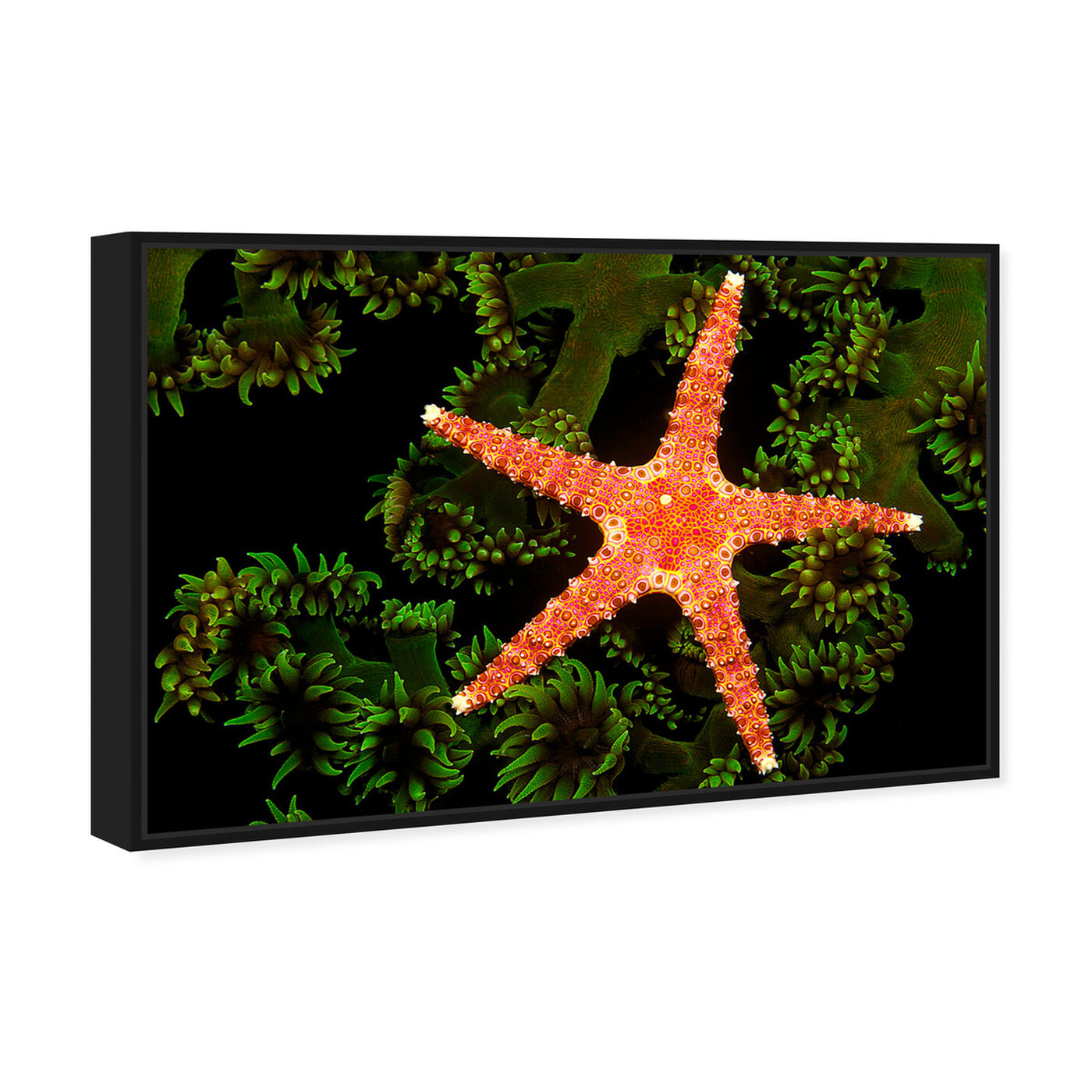 Angled view of Starfish on Coral by David Fleetham featuring nautical and coastal and marine life art.