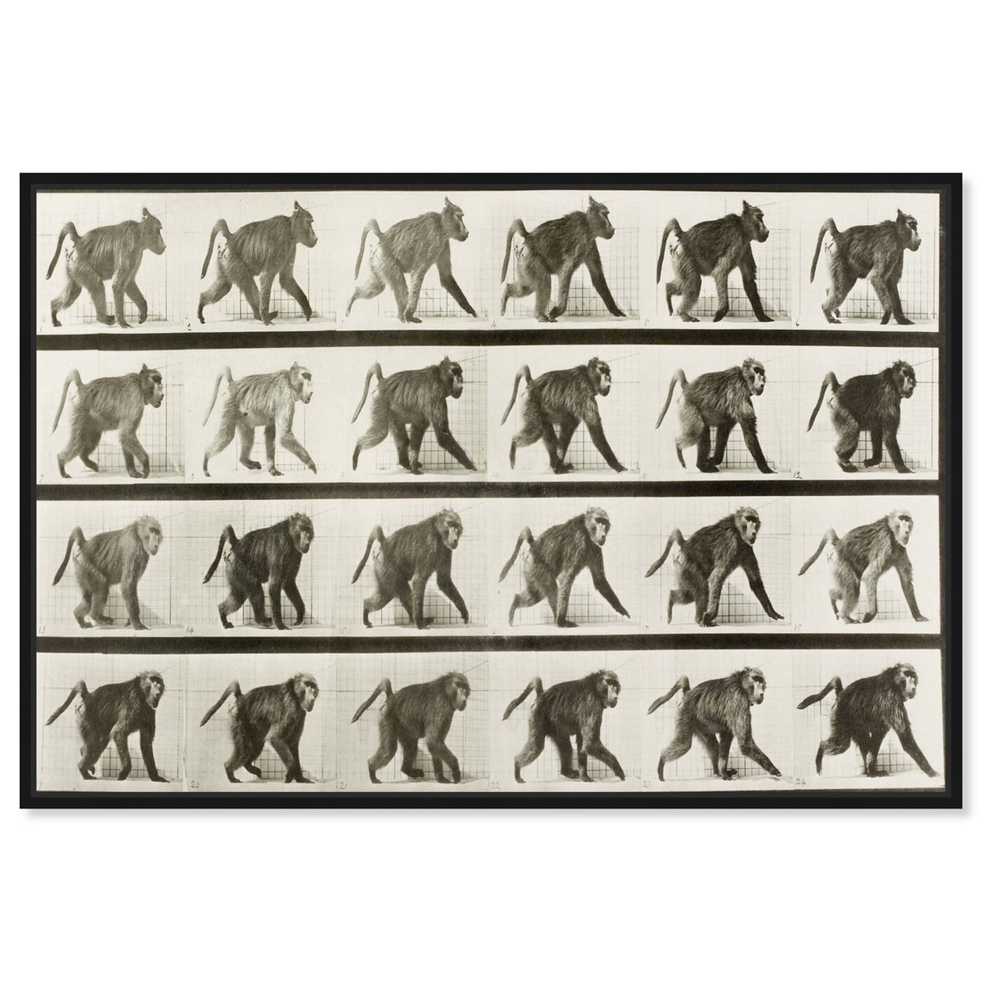 Front view of Baboon in Motion featuring animals and zoo and wild animals art.