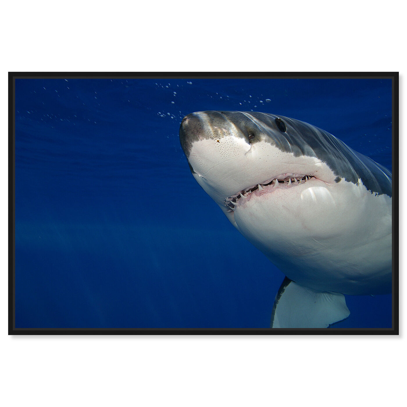 Front view of Great White Shark by David Fleetham featuring nautical and coastal and marine life art.