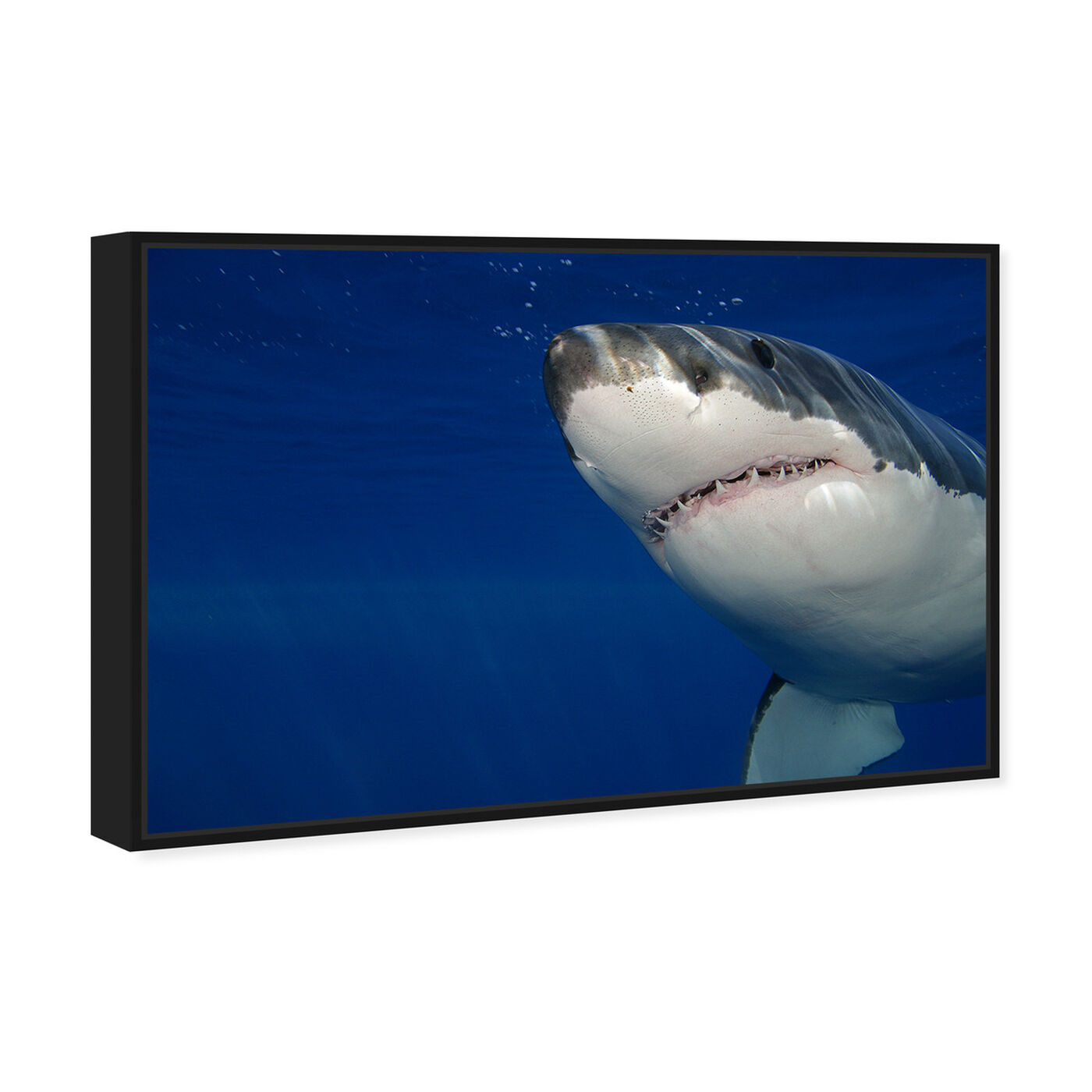 Angled view of Great White Shark by David Fleetham featuring nautical and coastal and marine life art.