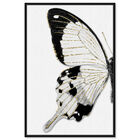 Front view of Monochrome Butterfly II featuring animals and insects art. image number null