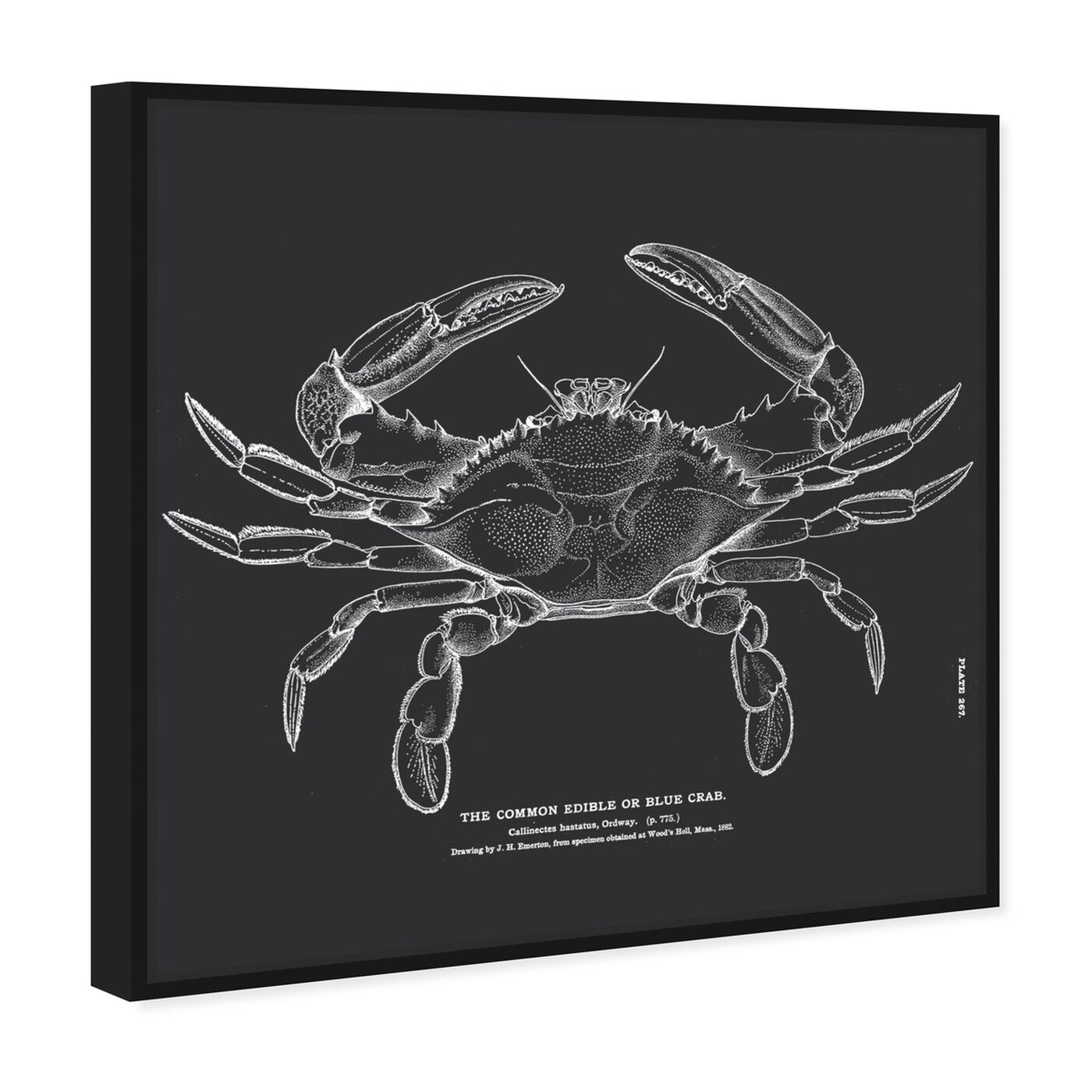 Angled view of The Common Blue Crab featuring nautical and coastal and marine life art.