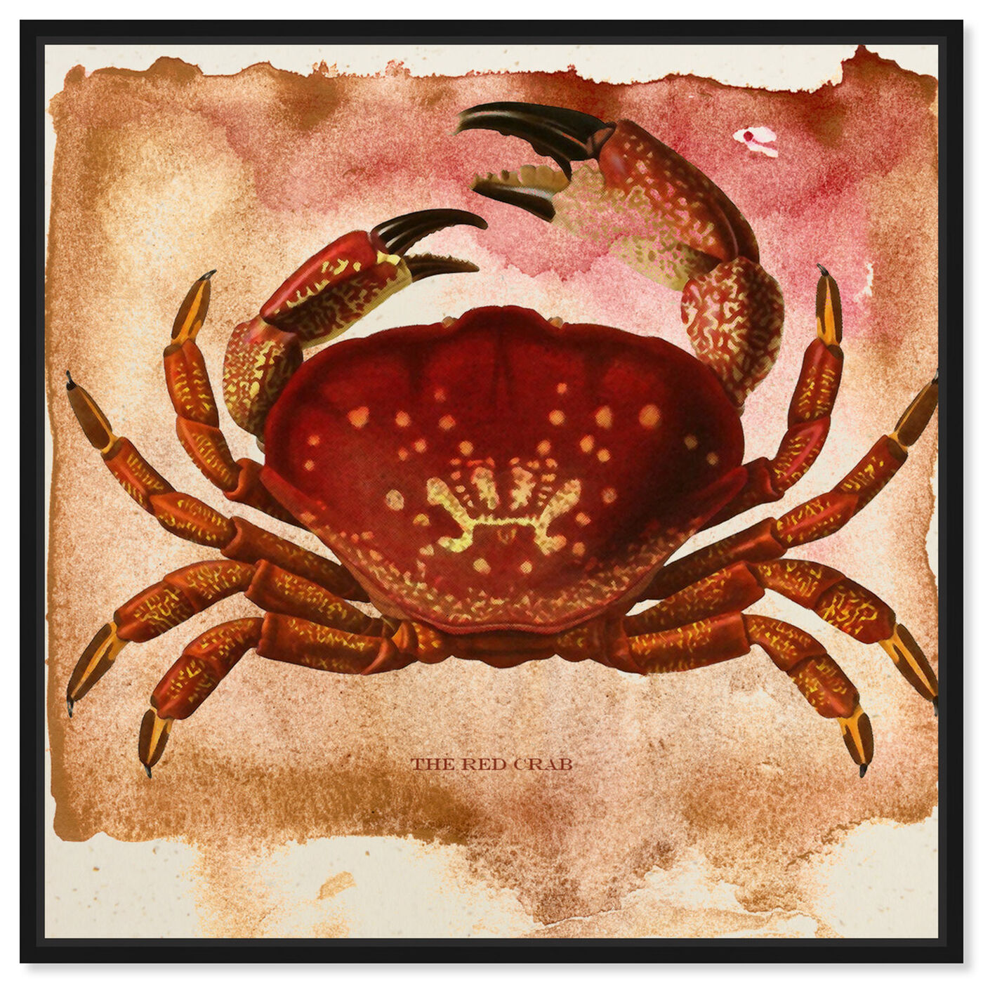 Front view of The Red Crab II featuring animals and sea animals art.