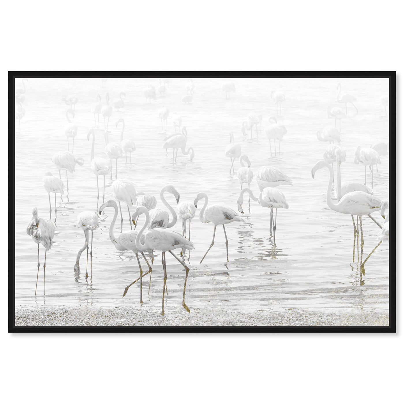 Front view of White Feather Flamingos featuring animals and birds art.
