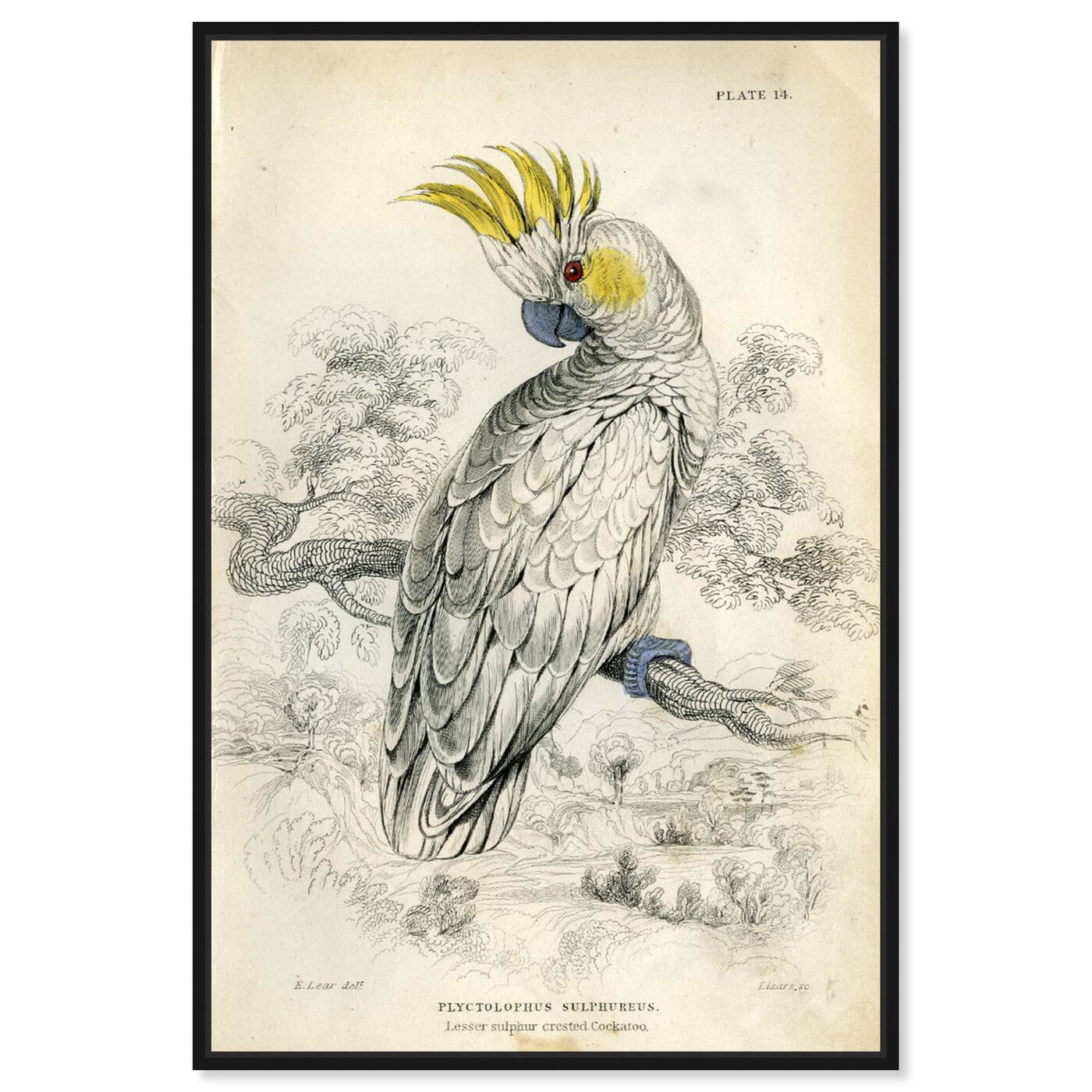 Front view of Sulphur Cockatoo - The Art Cabinet featuring animals and birds art.
