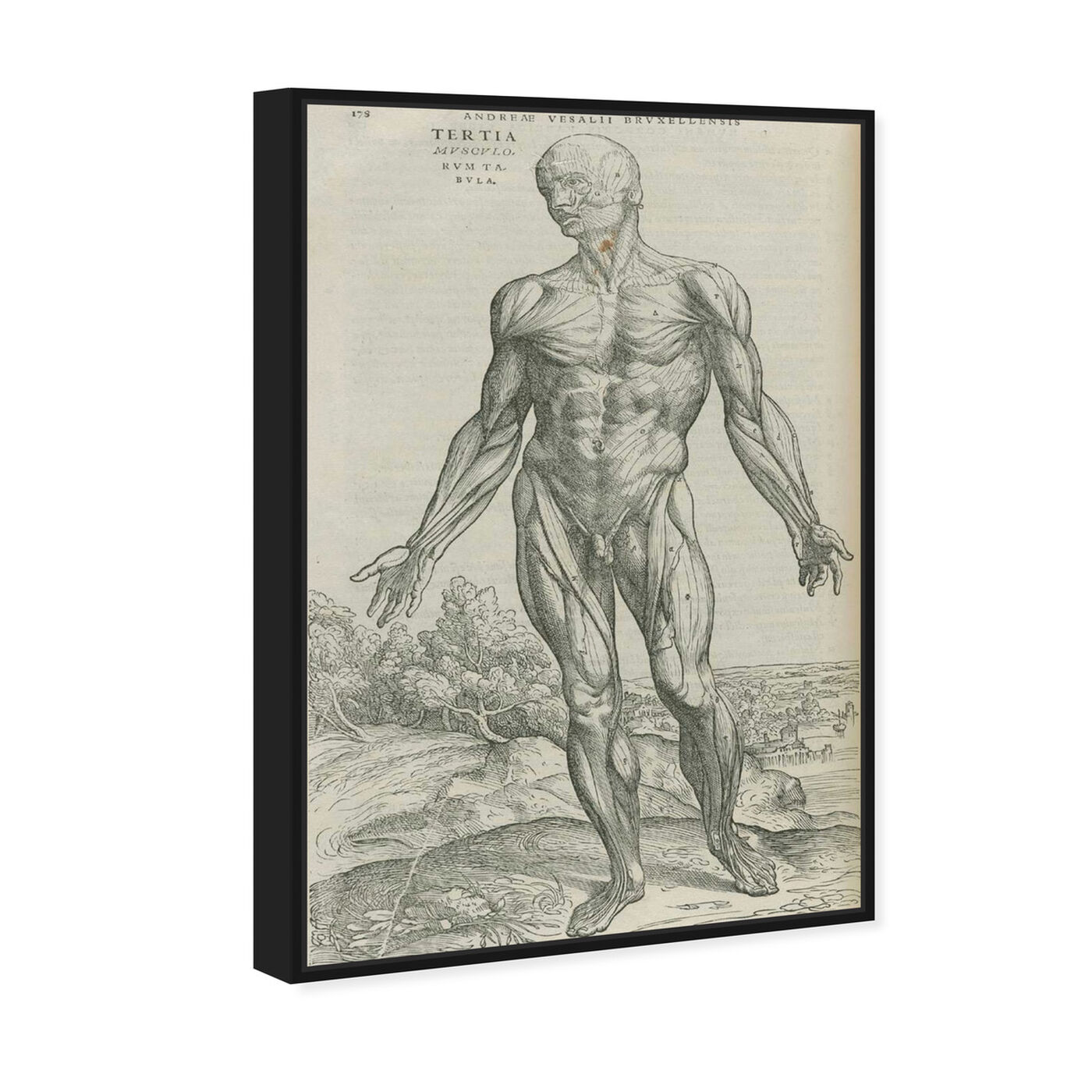 Angled view of Vesalius IV - The Art Cabinet featuring classic and figurative and nudes art.