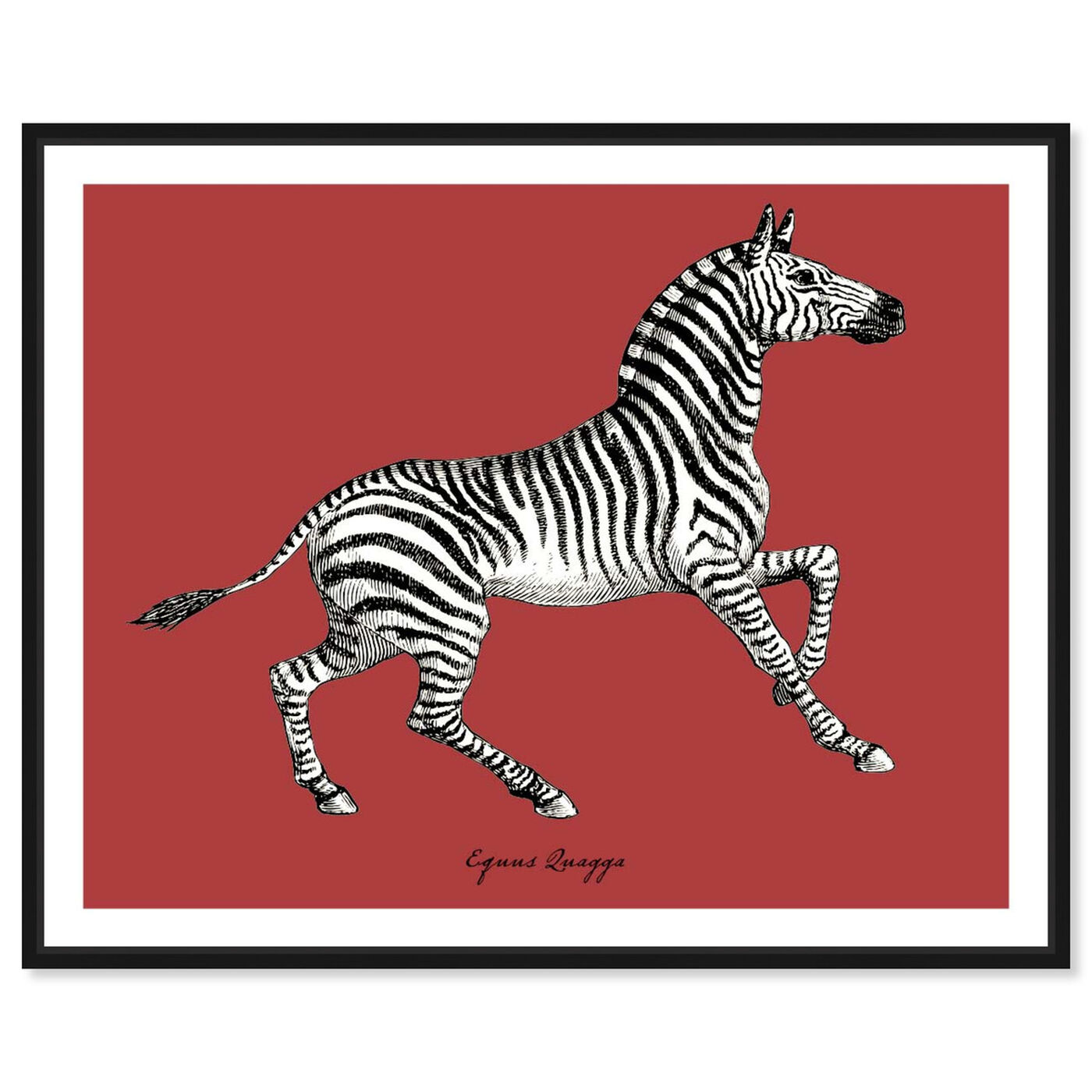 Front view of Equus Quagga featuring animals and zoo and wild animals art.