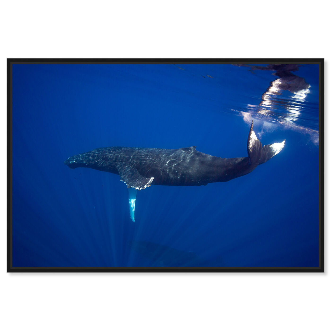 Front view of Humpback Whale Near Surface by David Fleetham featuring nautical and coastal and marine life art.