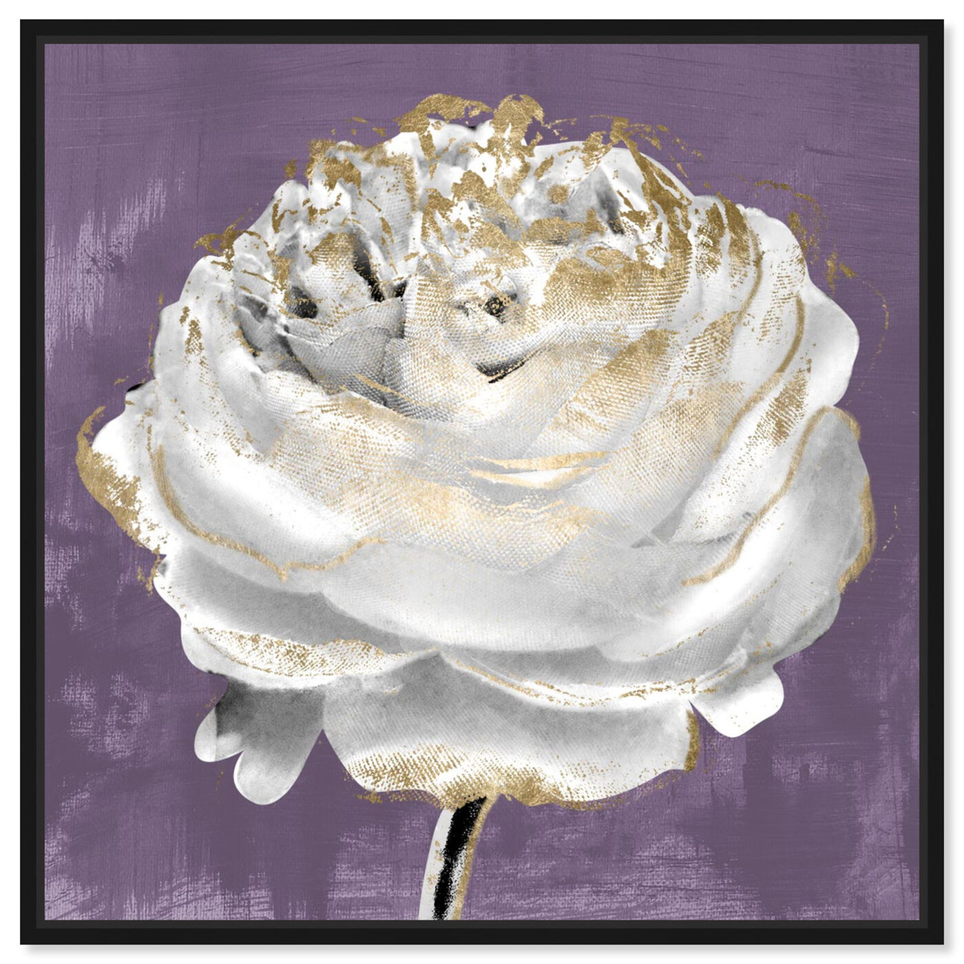 Front view of Lilac Ranunculus featuring floral and botanical and florals art.