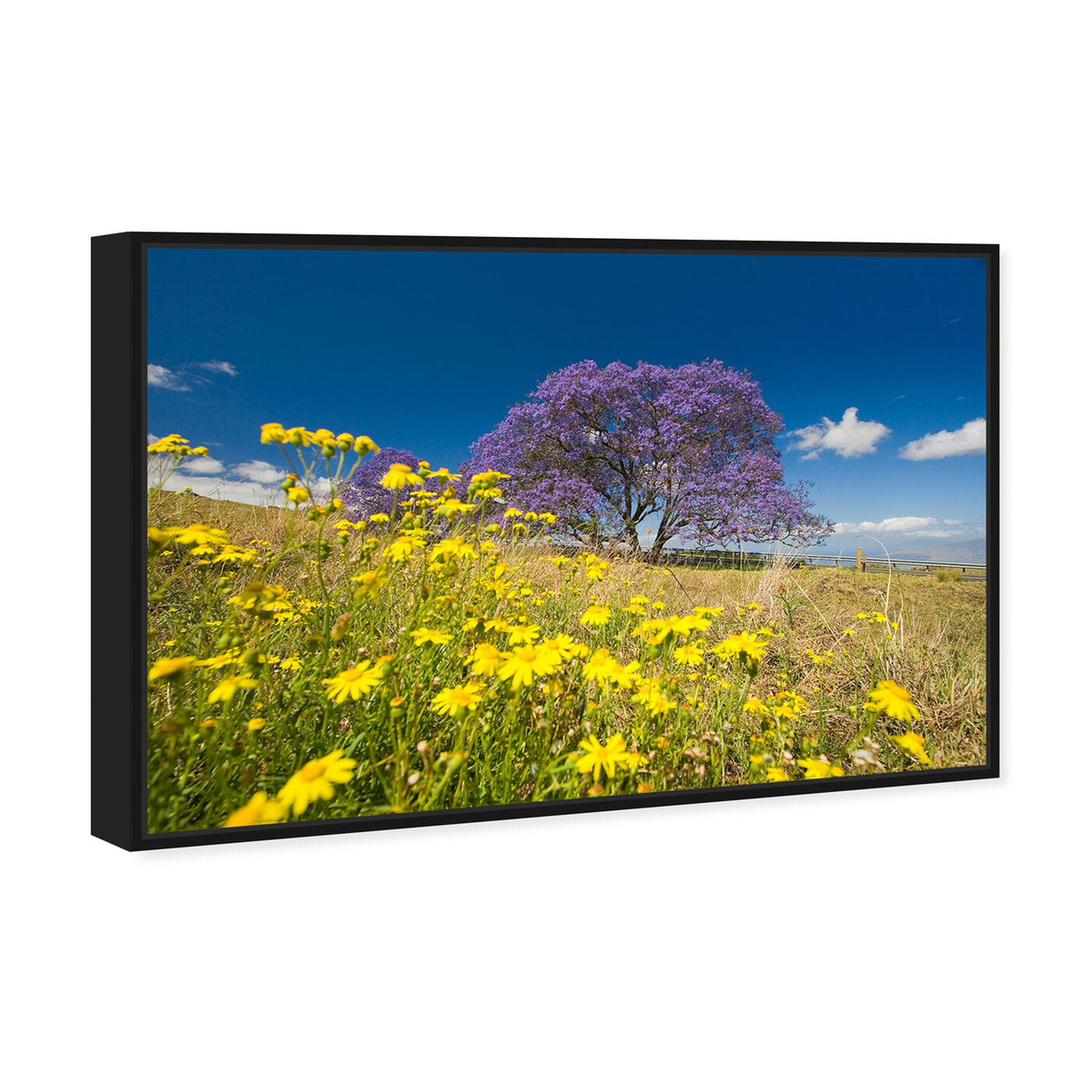 Angled view of Jacaranda Tree by David Fleetham featuring nature and landscape and country landscapes art.