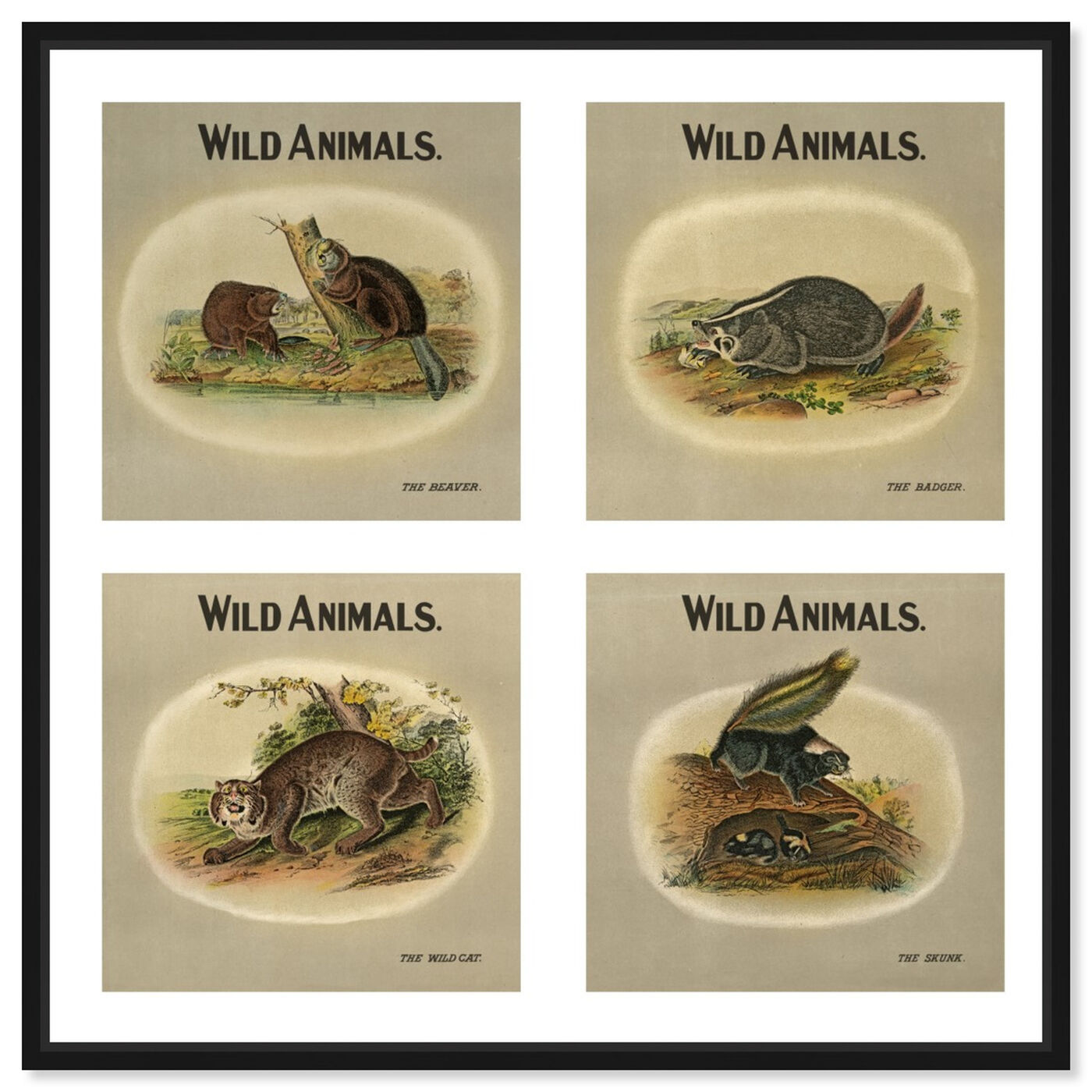 Front view of American Fauna featuring animals and zoo and wild animals art.