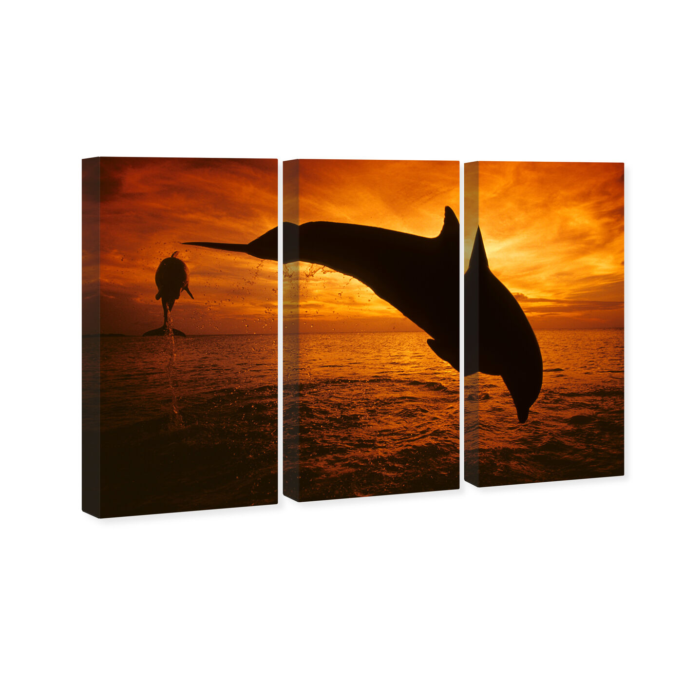 David Fleetham - Bottlenose Dolphins Roatan Triptych