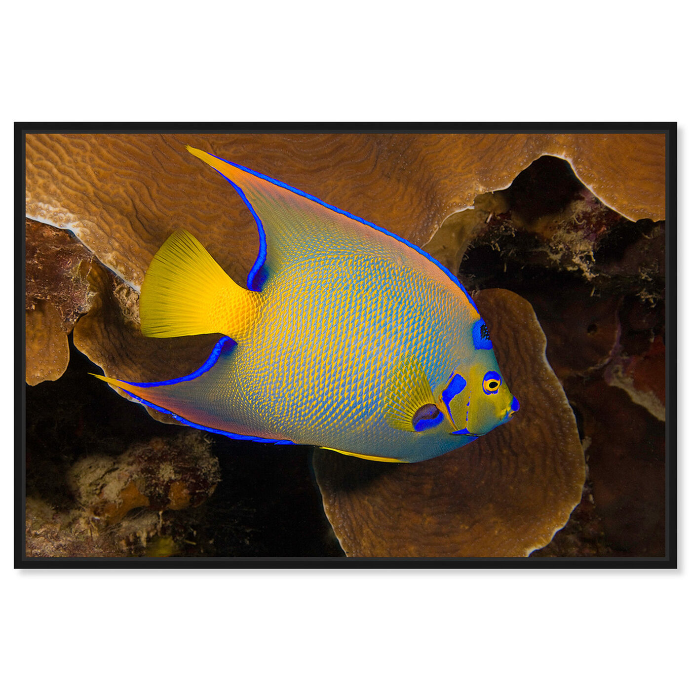 Front view of Queen Angelfish by David Fleetham featuring animals and sea animals art.