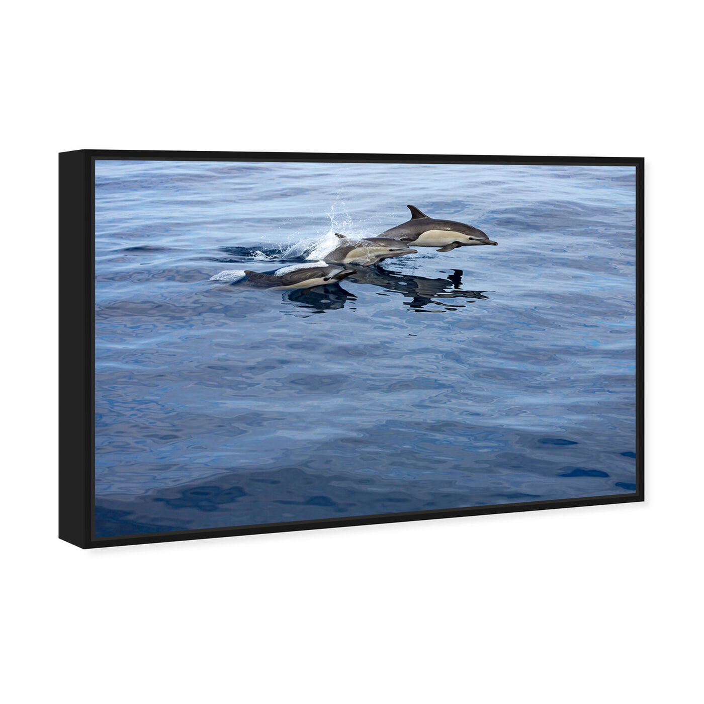 Angled view of Common Dolphin Mexico by David Fleetham featuring nautical and coastal and marine life art.
