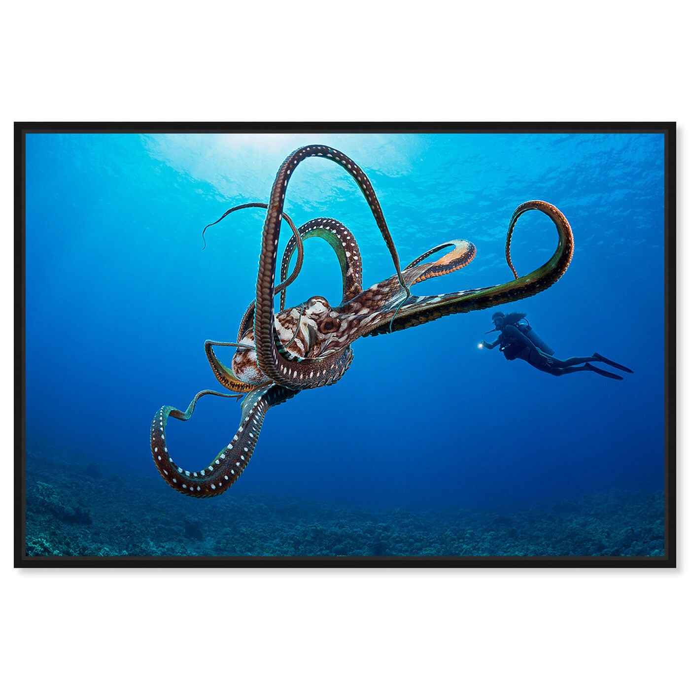 Front view of Diver and an Octopus by David Fleetham featuring nautical and coastal and marine life art.
