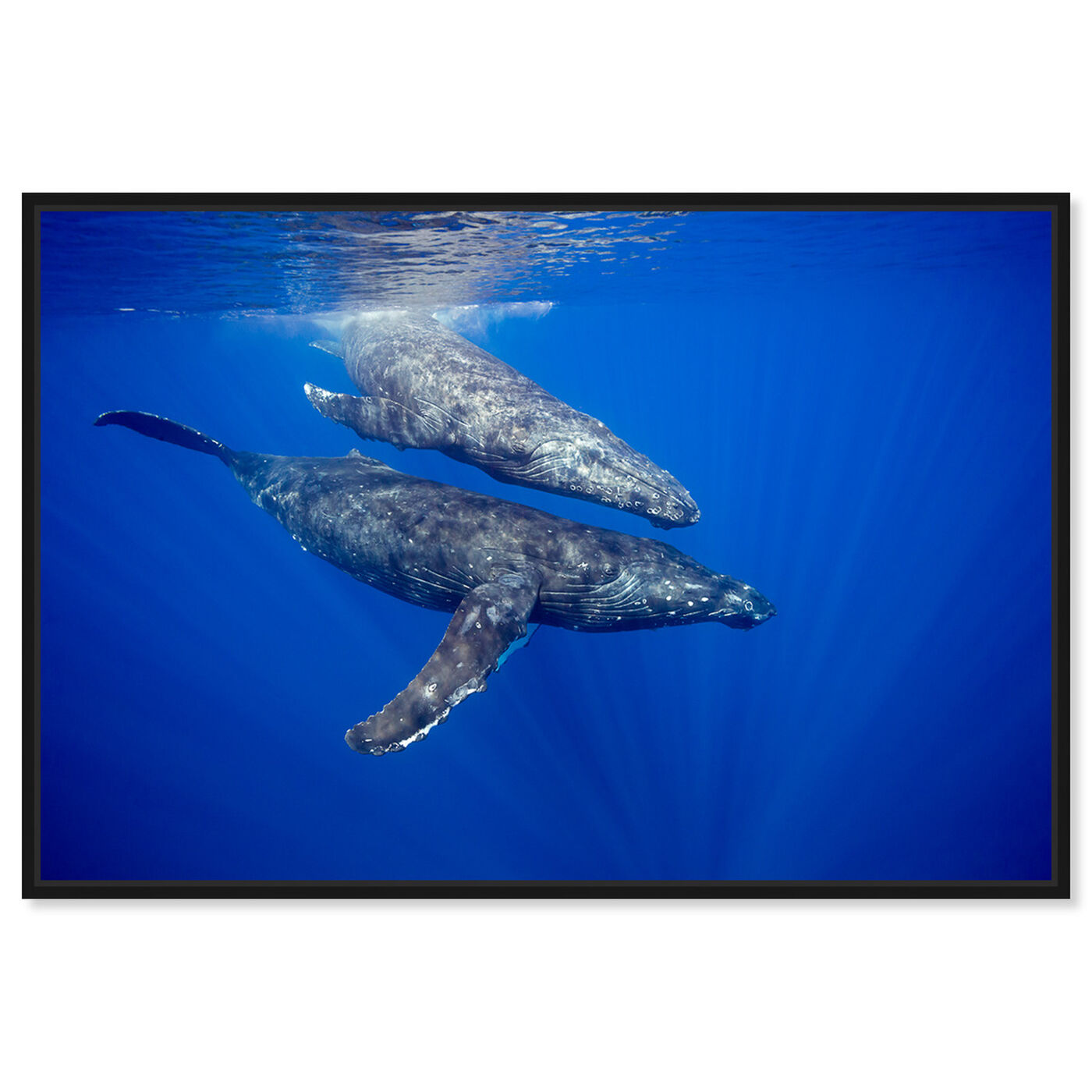 Front view of Humpback Whale Pair by David Fleetham featuring nautical and coastal and marine life art.