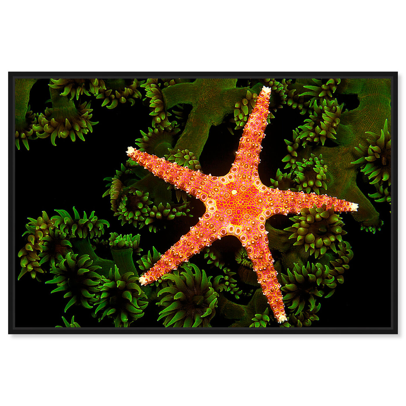 Front view of Starfish on Coral by David Fleetham featuring nautical and coastal and marine life art.