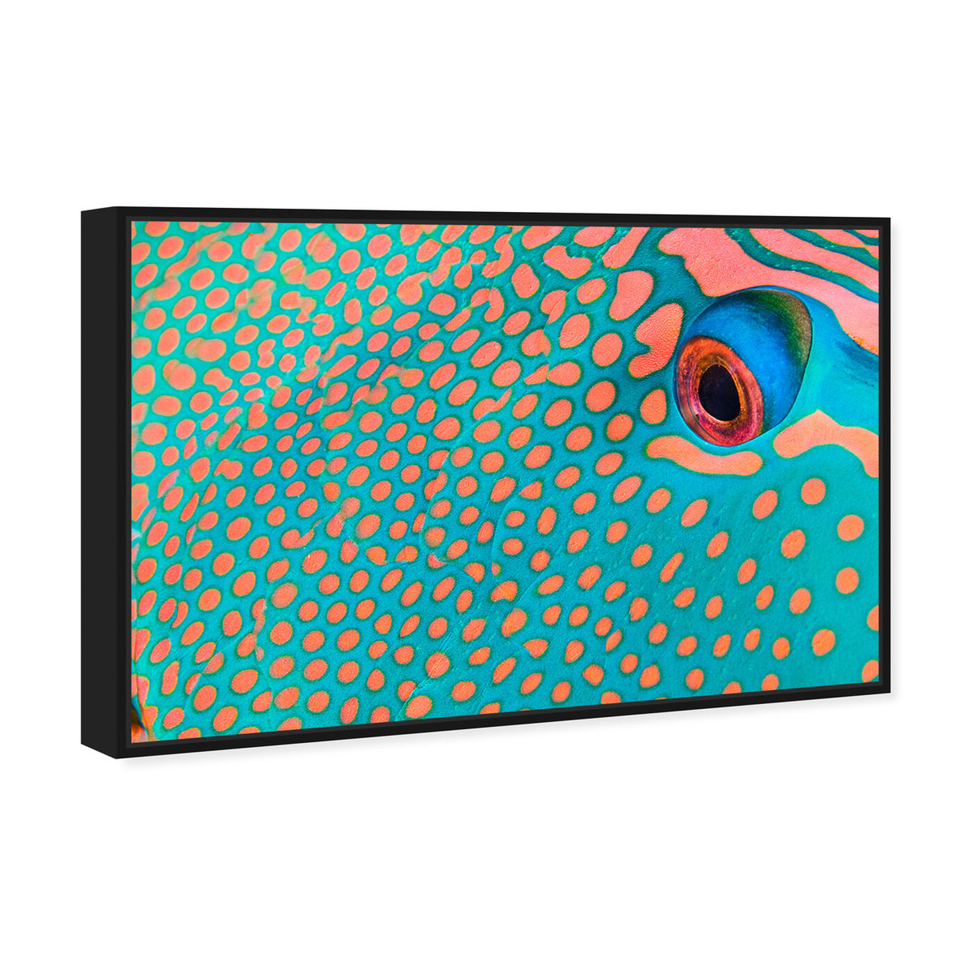 Angled view of Bicolor Parrot Fish II by David Fleetham featuring animals and sea animals art.