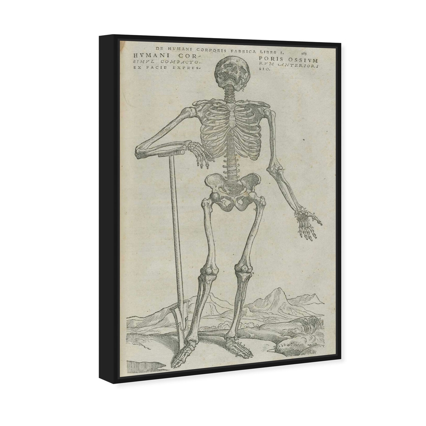 Angled view of Vesalius VIII - The Art Cabinet featuring symbols and objects and skull art.