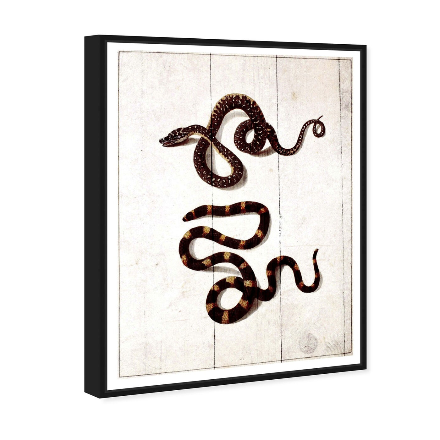 Angled view of Snakes featuring animals and zoo and wild animals art.