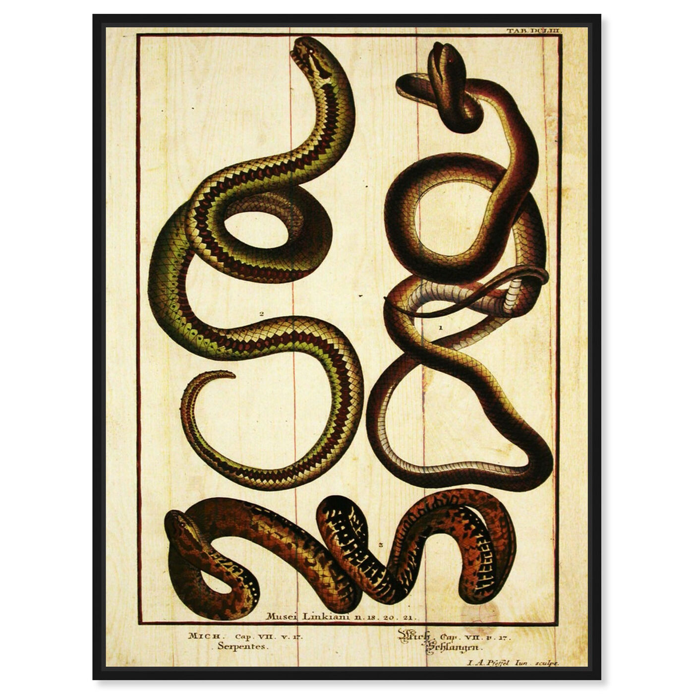 Front view of Snakes II featuring animals and zoo and wild animals art.