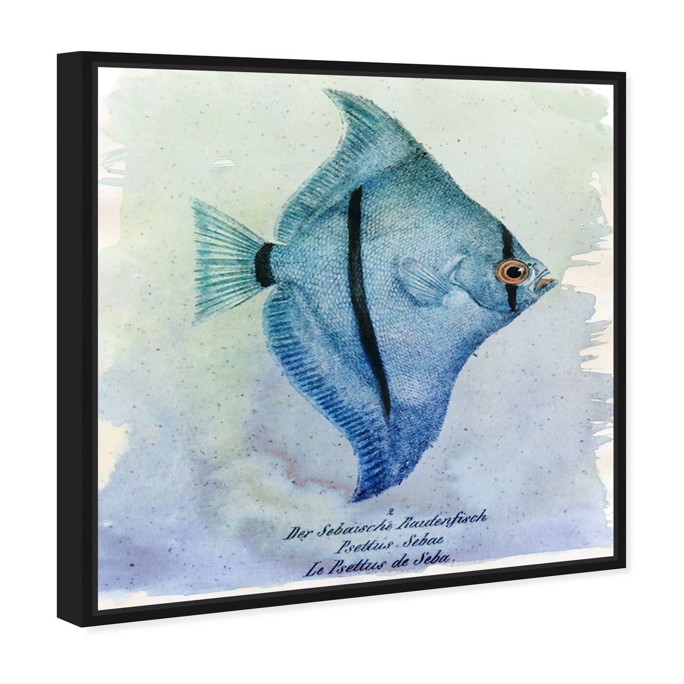 Angled view of Seba Fish featuring nautical and coastal and marine life art.