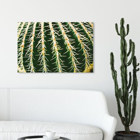 Cactus Close by Cassandra Eldridge