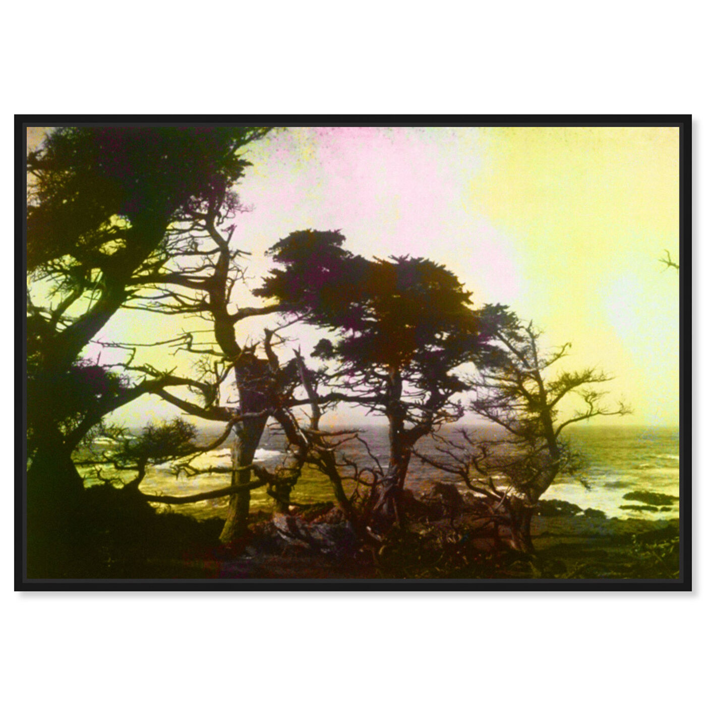 Front view of California Cypress 1 featuring nature and landscape and forest landscapes art.
