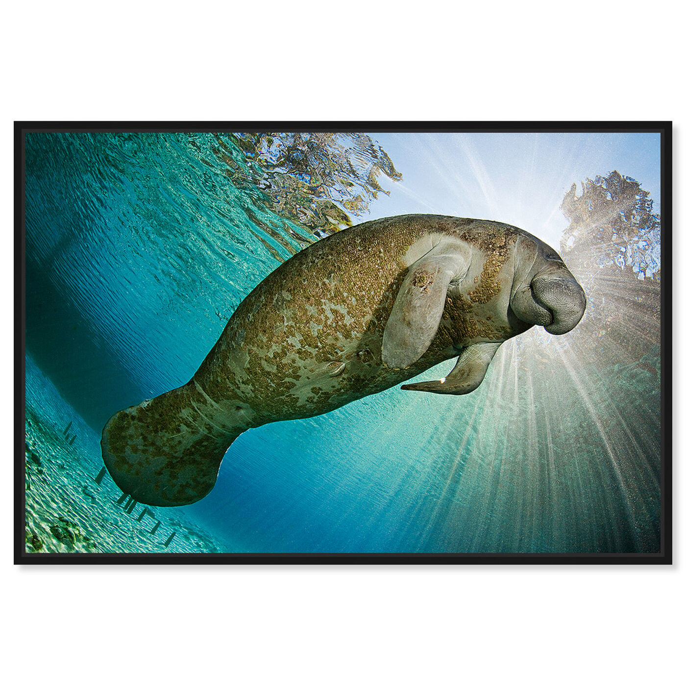 Front view of Manatee by David Fleetham featuring nautical and coastal and marine life art.