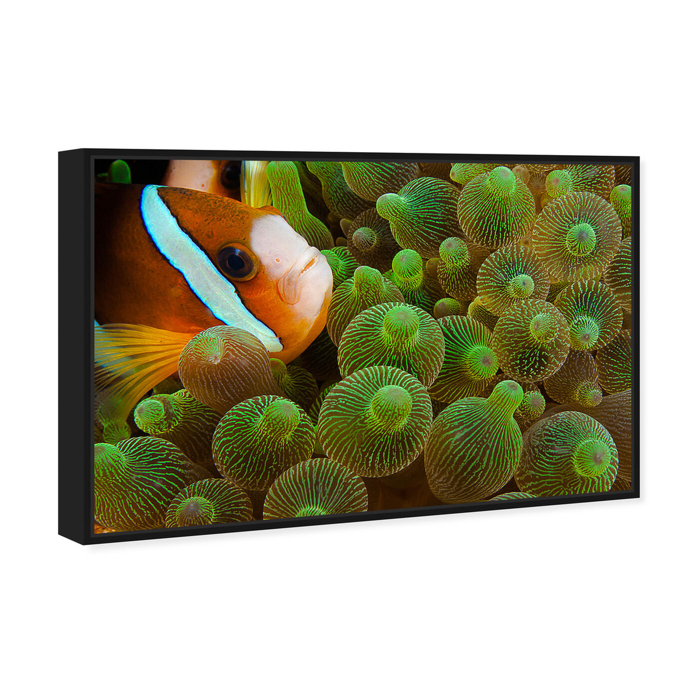 Angled view of Clarks Anemonefish by David Fleetham featuring nautical and coastal and marine life art.