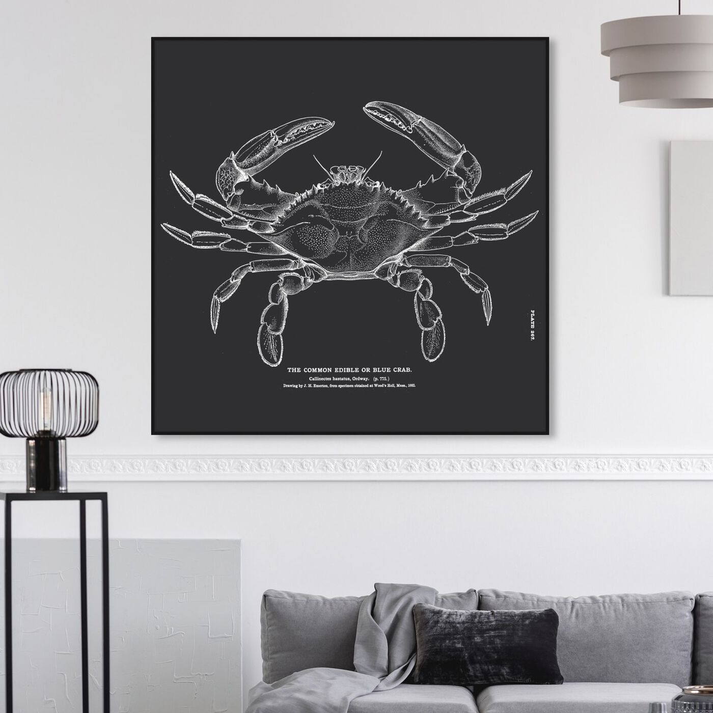 Hanging view of The Common Blue Crab featuring nautical and coastal and marine life art.