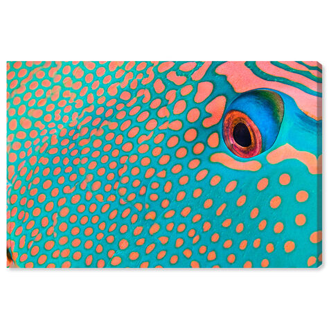 Bicolor Parrot Fish II by David Fleetham