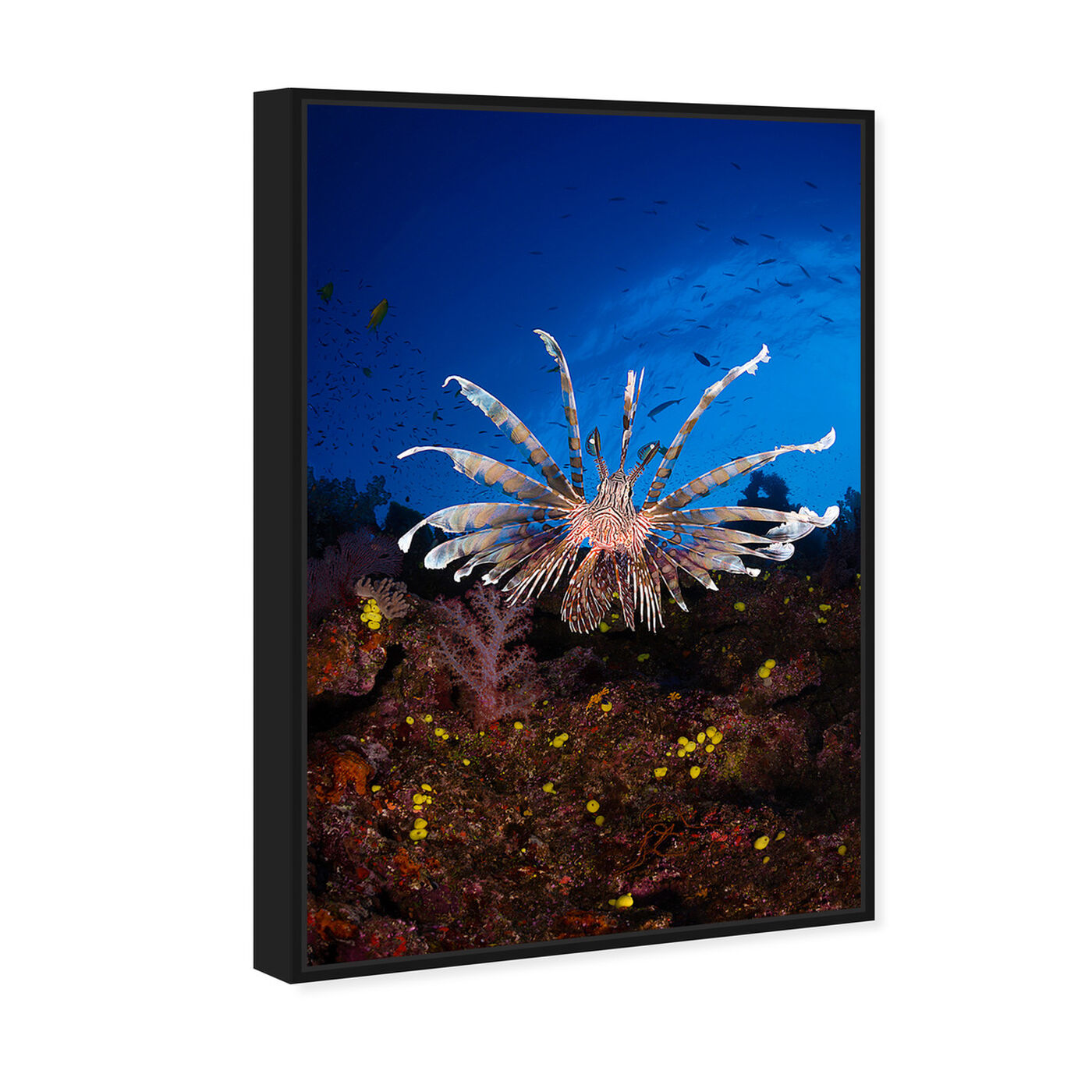 Angled view of Lionfish by David Fleetham featuring nautical and coastal and marine life art.