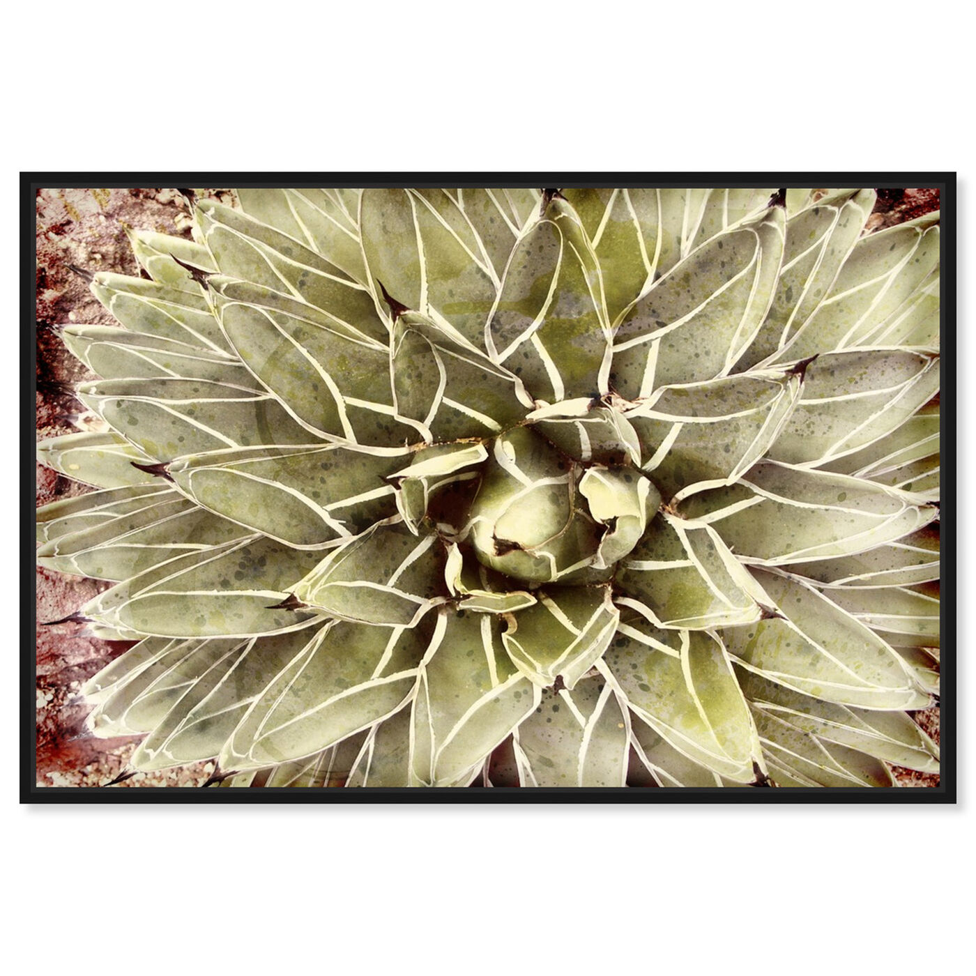 Front view of Cactus Flower featuring floral and botanical and botanicals art.