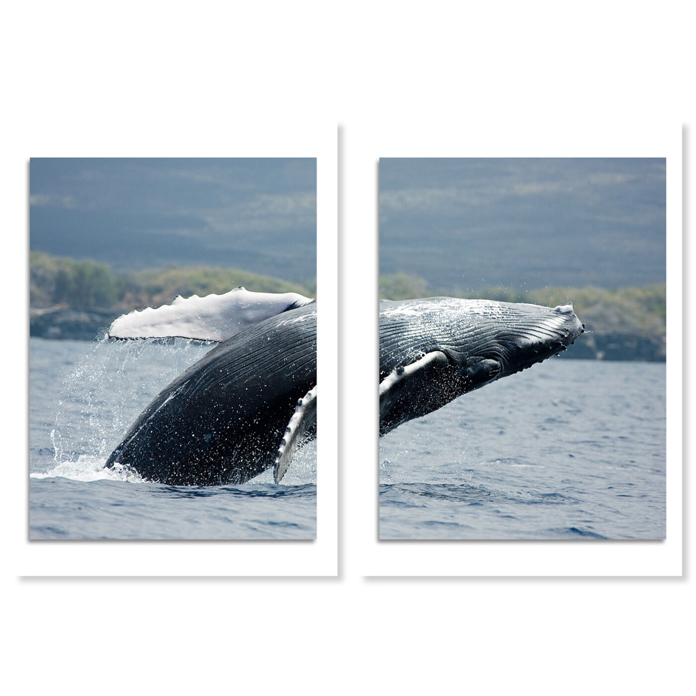 David Fleetham - Humpback Whale Diptych