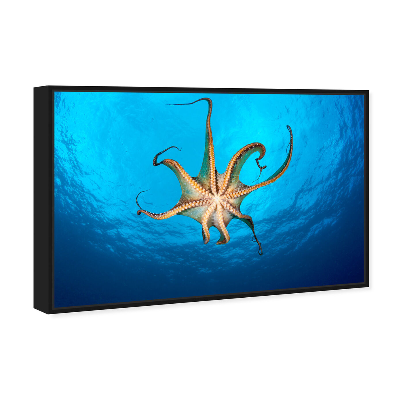Angled view of Day Octopus Underneath by David Fleetham featuring nautical and coastal and marine life art.