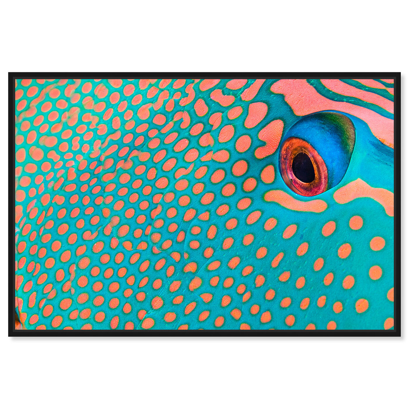 Front view of Bicolor Parrot Fish II by David Fleetham featuring animals and sea animals art.