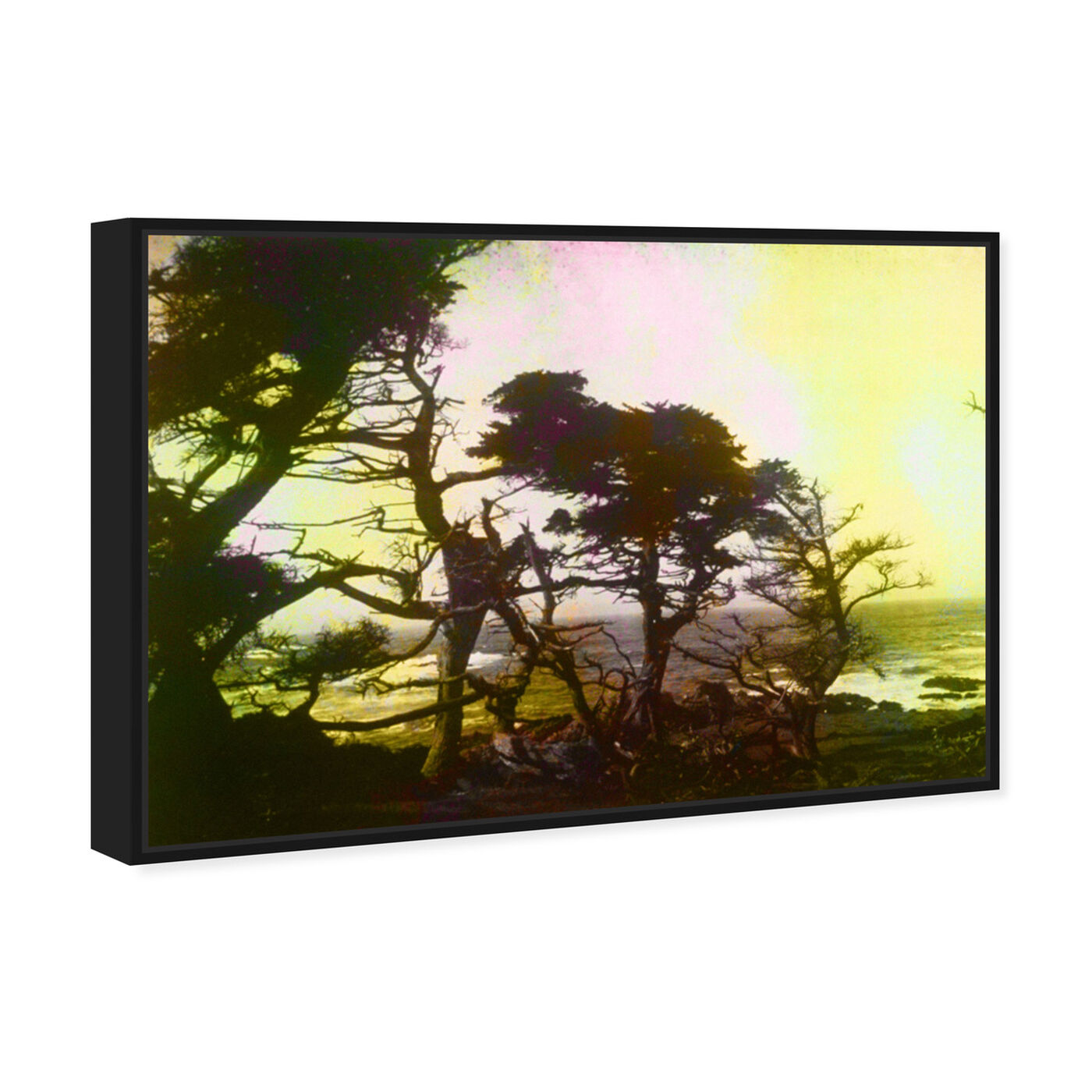 Angled view of California Cypress 1 featuring nature and landscape and forest landscapes art.