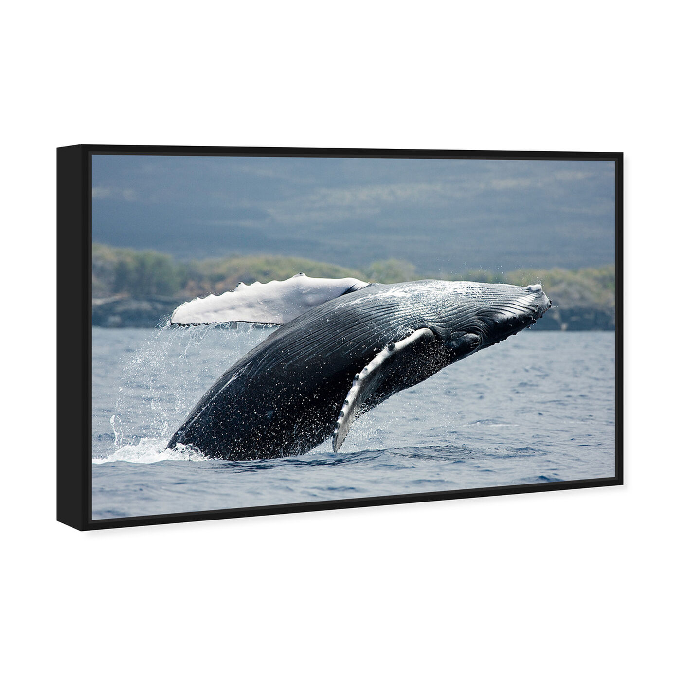 Angled view of Humpback Whale by David Fleetham featuring animals and sea animals art.