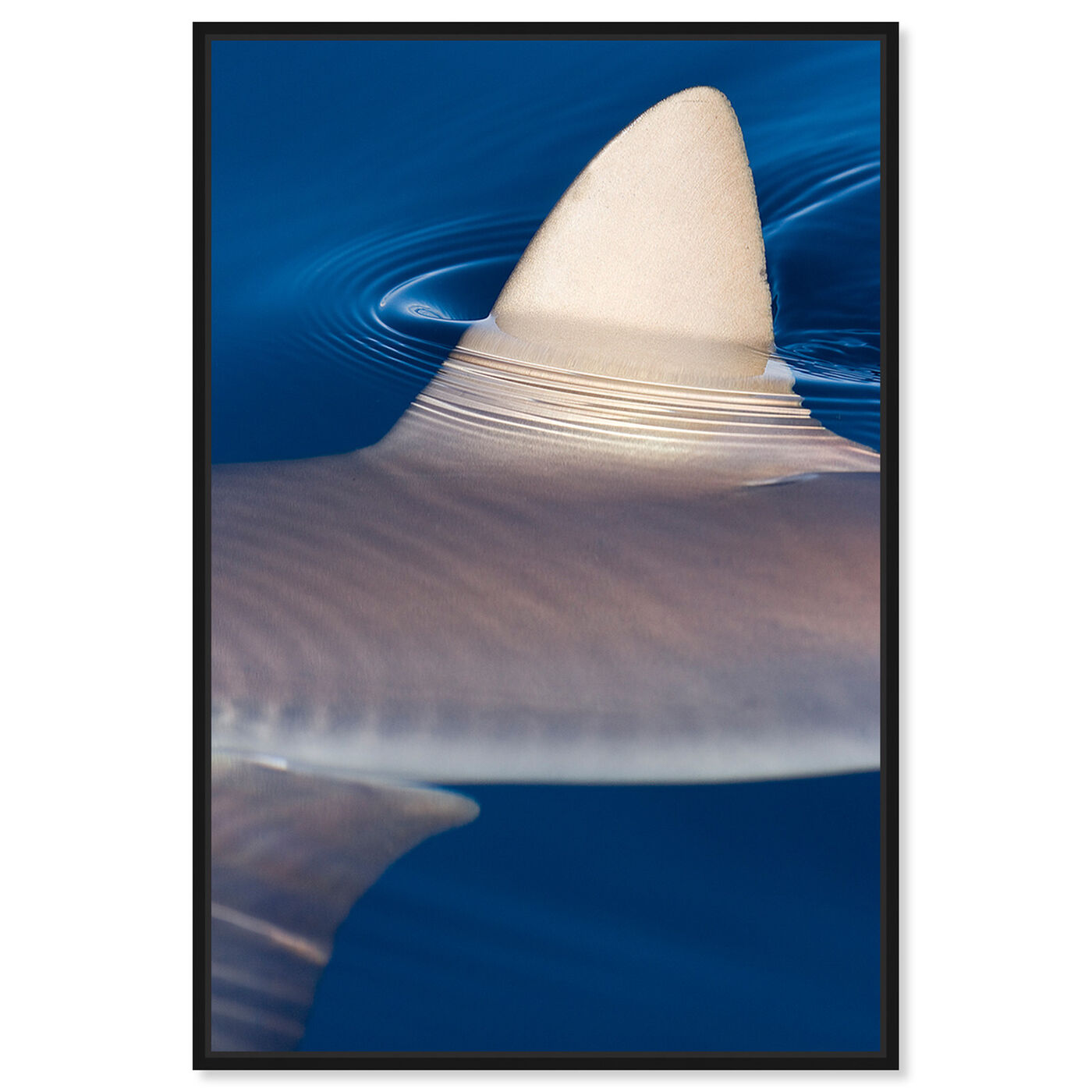 Front view of Gray Reef Shark by David Fleetham featuring nautical and coastal and marine life art.